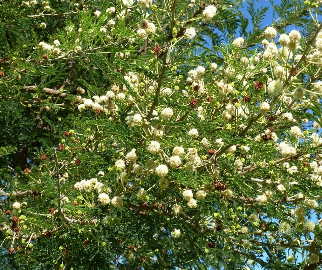 Acacia Gerrardii Tree