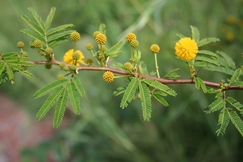 Acacia Hockii Tree