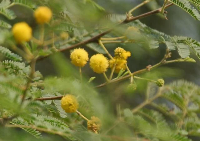 Acacia Nilotica Tree