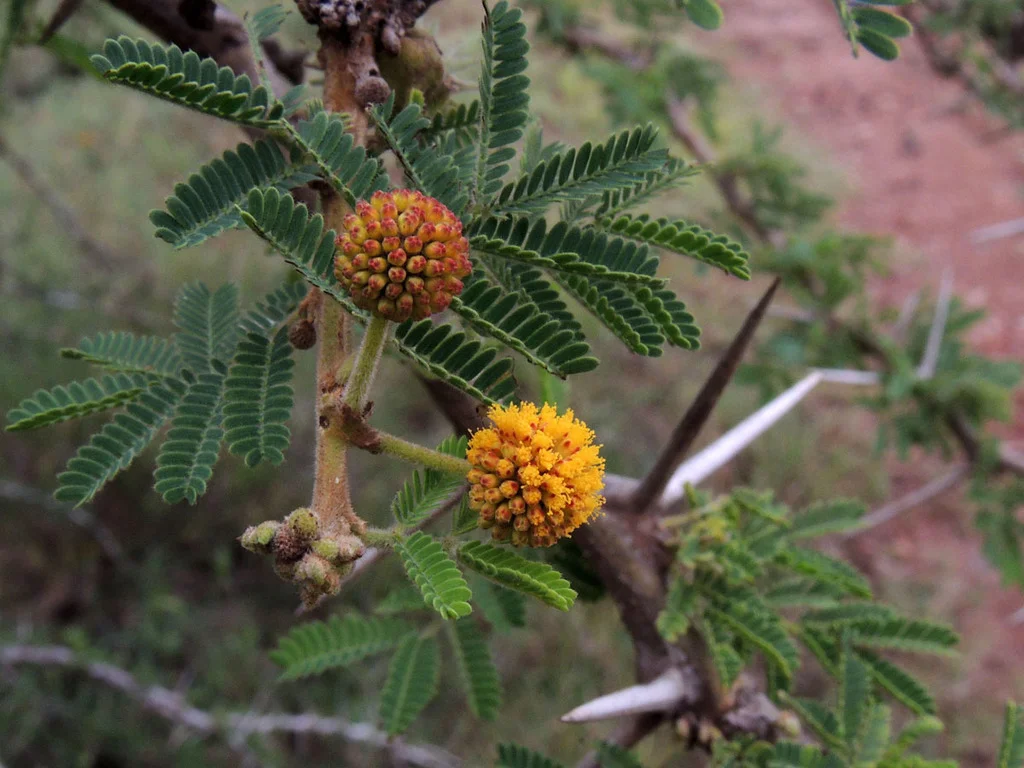 Acacia Seyal Tree