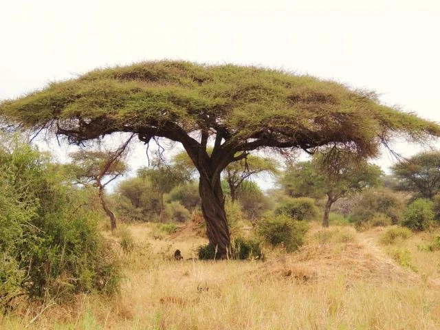Acacia Tortilis Tree