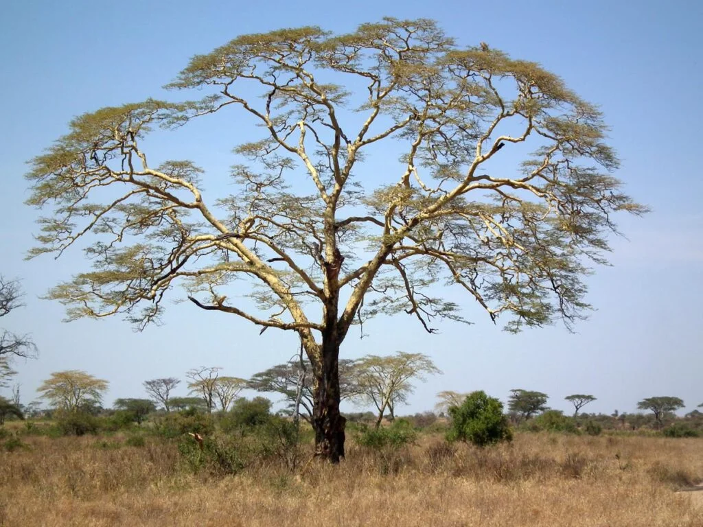 Fever Tree Acacia