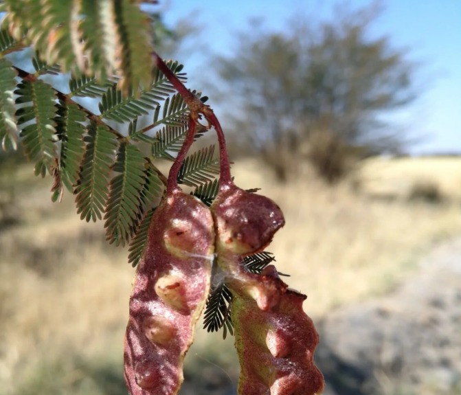 Acacia Kirkii Tree