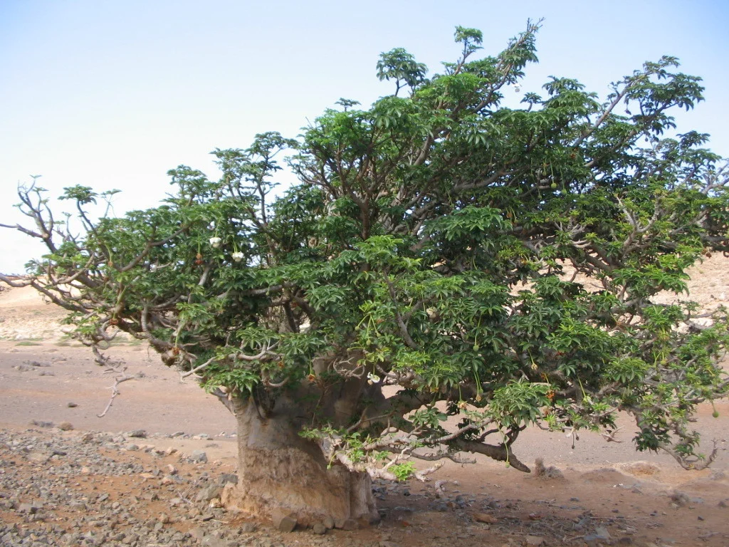 Adansonia Digitata Baobab Tree