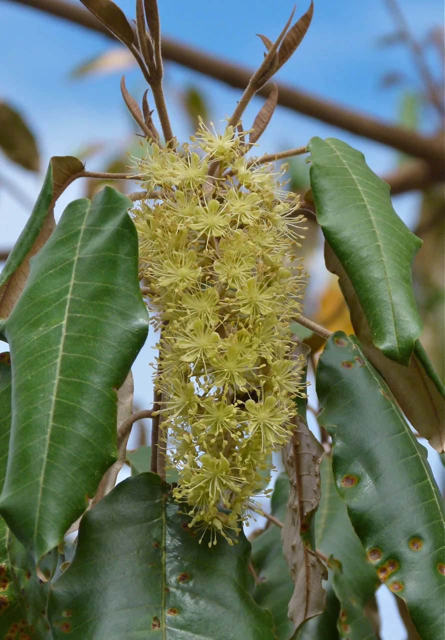 Croton Megalocarpus Tree