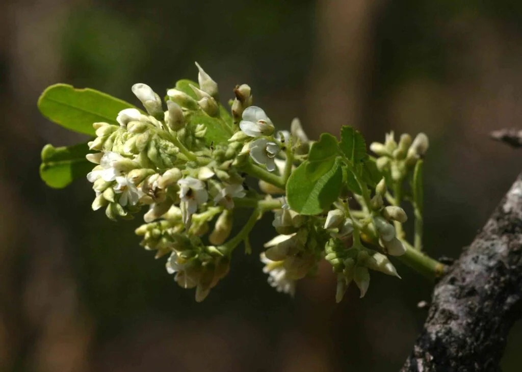 Dalbergia Melanoxylon Mpingo Tree