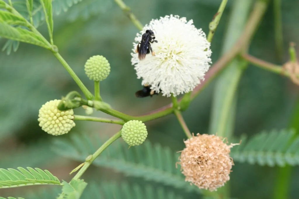 Leucaena Leucocephala Tree