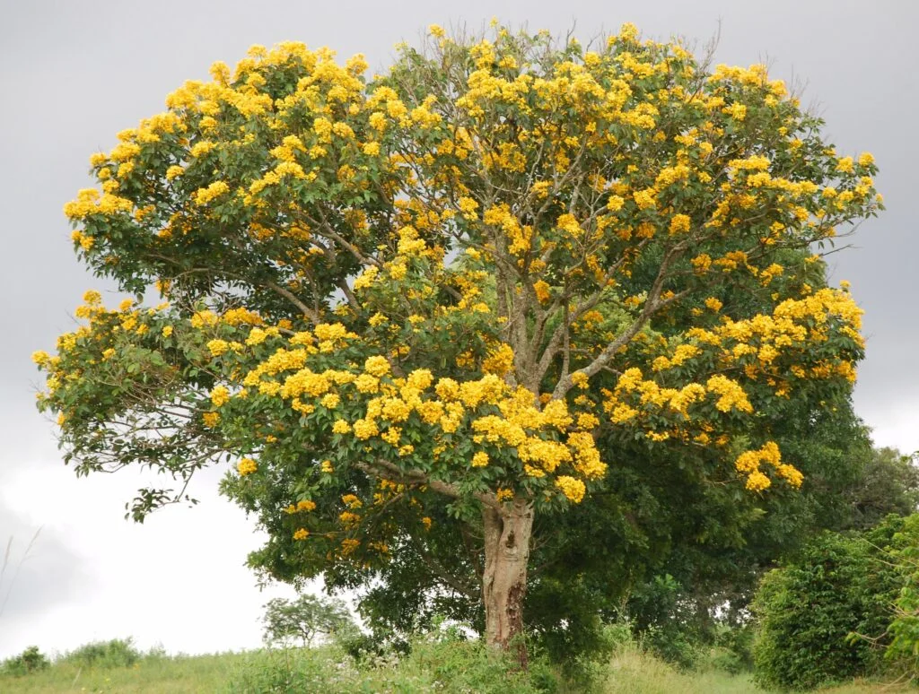 Markhamia Lutea Tree