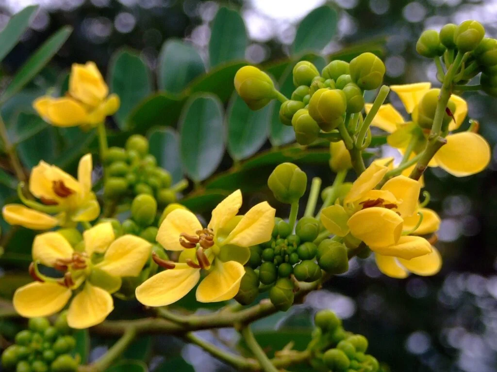 Senna Siamea Tree