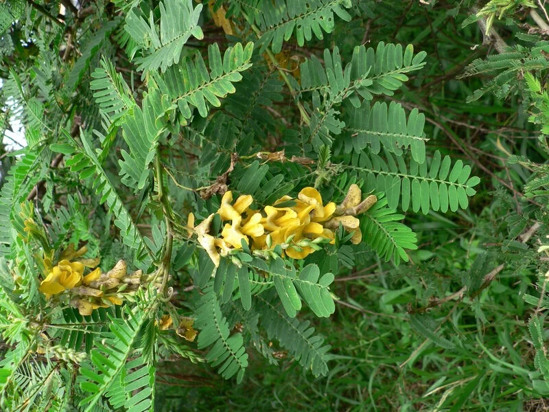 Sesbania Sesban Tree